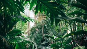 Leia mais sobre o artigo Aplicativo Para Identificar Plantas